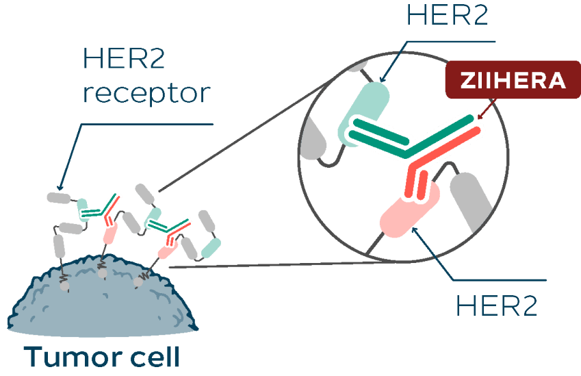 ZIIHERA is not a T-cell engager; instead, it binds to 2 different sites on 2 separate HER2 receptors